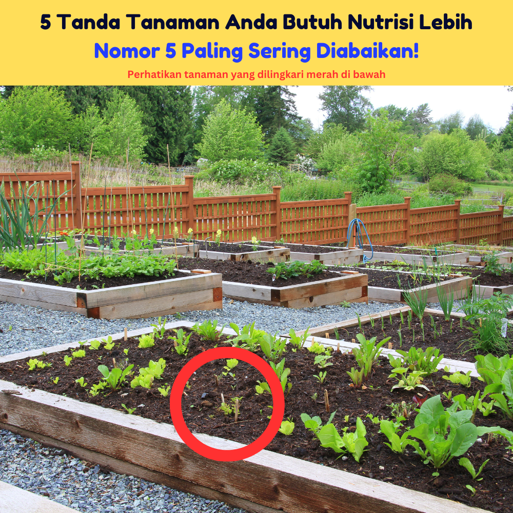 5 Tanda Tanaman Anda Butuh Nutrisi Lebih