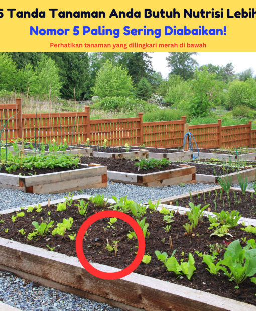5 Tanda Tanaman Anda Butuh Nutrisi Lebih